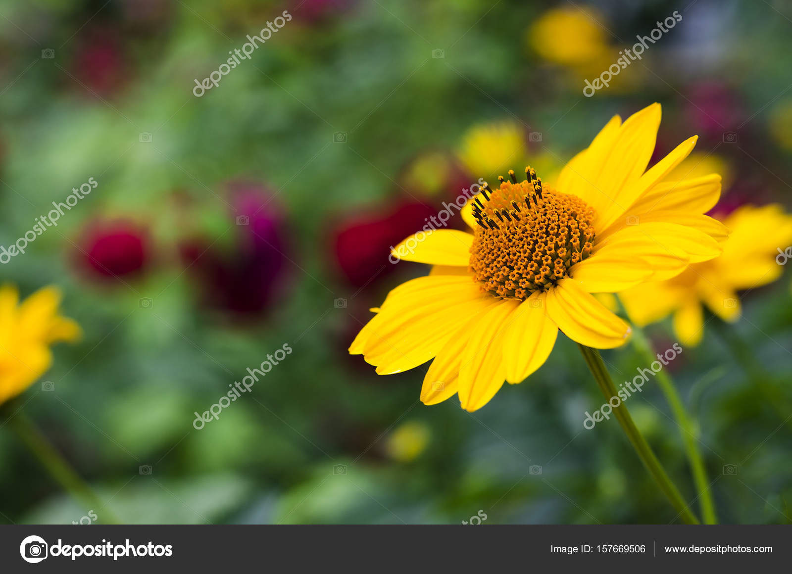 Featured image of post Planta De Jardim Verde E Amarela Como plantar cent urea centaurea cyanus no seu jardim tutorial