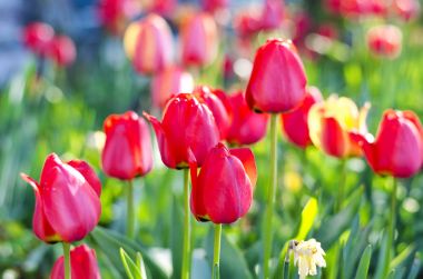 Grup kırmızı lale bahçesinde