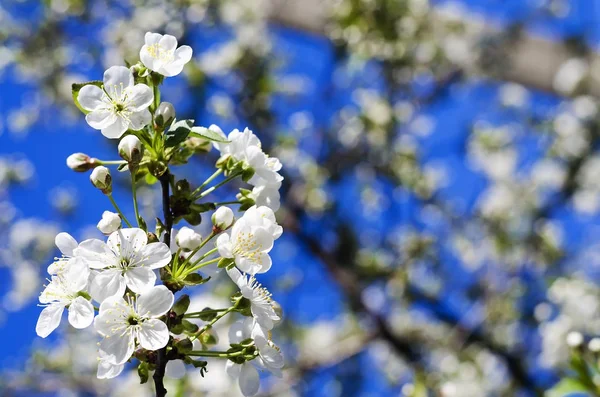 青い空を背景に花をつける木の芽 ロイヤリティフリーのストック写真