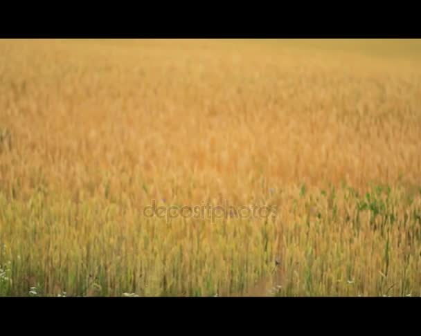 Campo de trigo dorado — Vídeo de stock