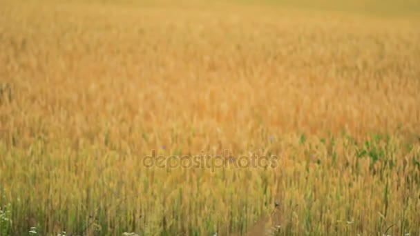 Campo de trigo con flores azules . — Vídeos de Stock