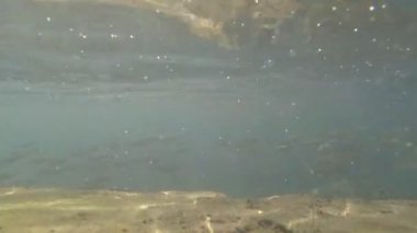 Sualtı çekim yapraklara, kabarcıklar ve tropikal deniz balık sürüsü. Malta.