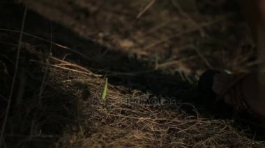 Çim insanlardan Mantis bekliyordu