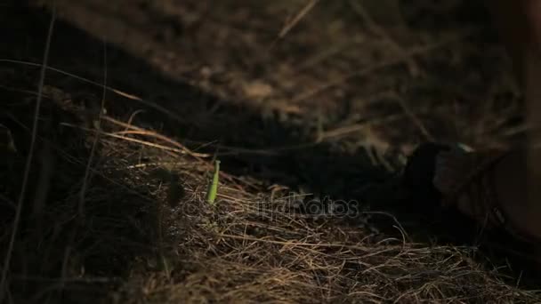 Mantis lurked from people in the grass — Stock Video