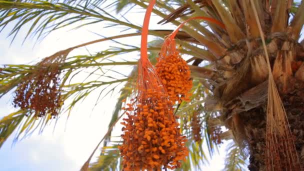 Frutas en palmera datilera — Vídeos de Stock