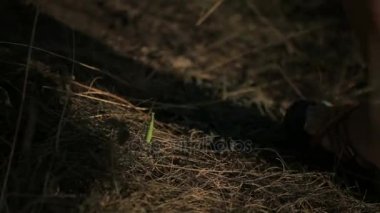 Çim insanlardan Mantis bekliyordu