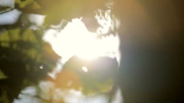 Ağaçlar ve bitki örtüsü ile güneş ışığı parlıyor.