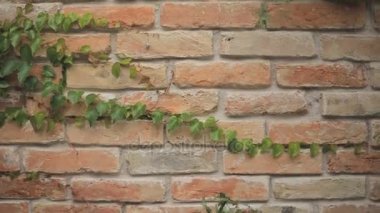 damat gelin buketi gelin için vererek 