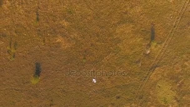 Jeune couple couché sur la prairie jaune — Video