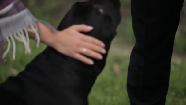 Молодожёны поглаживают чёрную собаку — стоковое видео