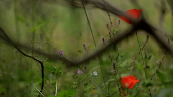 Поле з польовими квітами і зеленою травою — стокове відео
