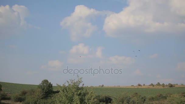 Pájaros revoloteando en el cielo azul sobre el campo — Vídeo de stock