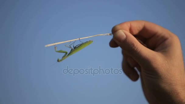 Mantis på en mans hand — Stockvideo