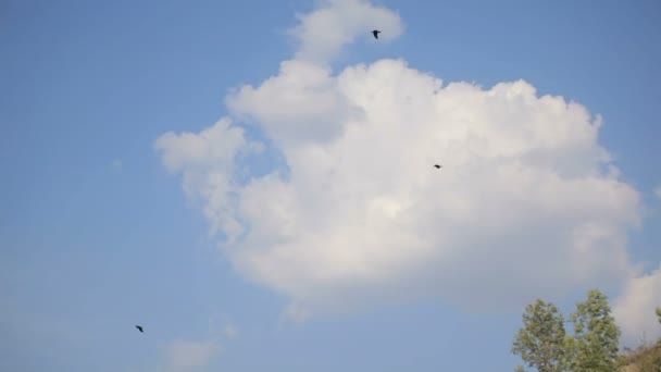 Birds hovering in blue sky over field — Stock Video