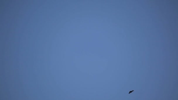 Paire d'oiseaux volent haut dans le ciel au-dessus des rochers. Le concept de respect de la nature . — Video