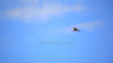 Küçük kuş kırıntıları gagalamayı