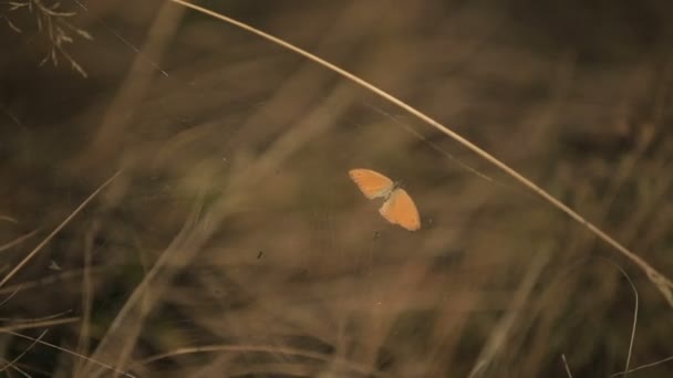 螳螂潜伏在草丛中的人 — 图库视频影像