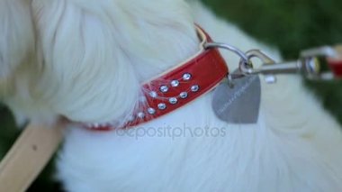 Kira kontratı köpek kız unfastens