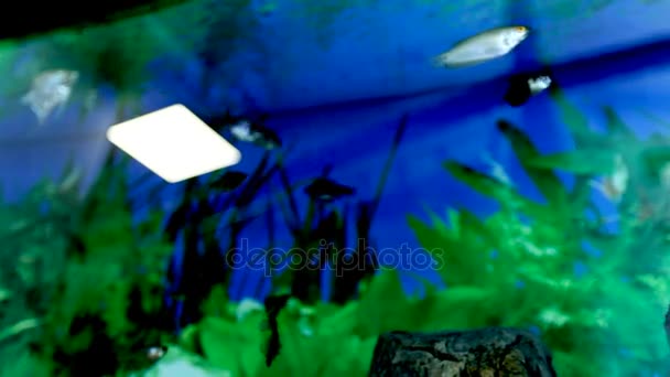 Los peces flotan en un acuario. Peces y algas verdes en el acuario . — Vídeos de Stock