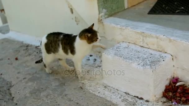 Kedi evine gidiyor. Yunanistan — Stok video