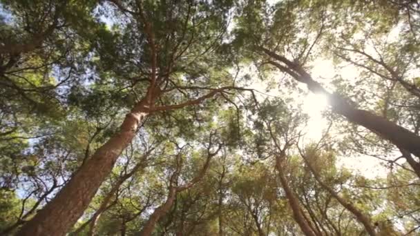 Onderaanzicht van de bomen tegen de blauwe hemel met de zon. — Stockvideo