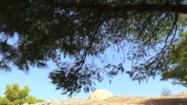 pines gölgede dinlenmek. Ağustos böcekleri sesleri