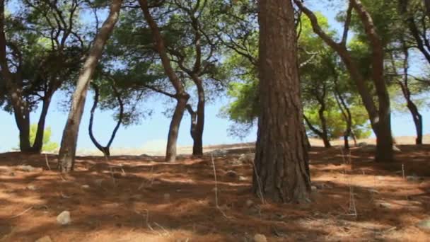 Schatten der Bäume an einem sonnigen Tag zu den Klängen der Zikaden — Stockvideo