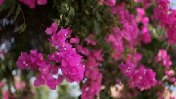 Hermosa liana sinuosa con flores rosadas contra el cielo azul. Bugainvillea — Vídeo de stock