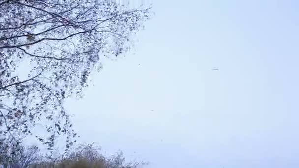 Herde Schwebt Herbsthimmel Über Dem See Stadtpark — Stockvideo