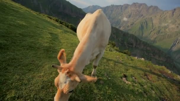 Vaca vermelha pastando em um pasto de montanha — Vídeo de Stock