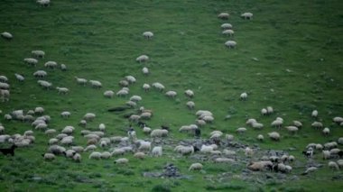 Yeşil dağ tepe üzerinde Georgia otlatma koyun 