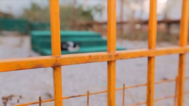 Gato Durmiendo Verde Calle Patio — Vídeo de stock