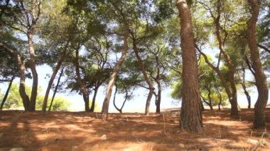 Ağaçların güneş ile mavi gökyüzüne karşı alttan görünüm.