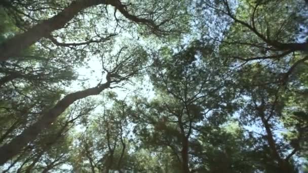 Soleil brille à travers les branches des pins — Video
