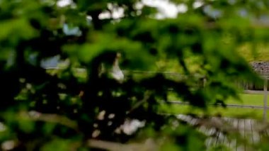 Dağlar arka karşı dans güzel kızıl saçlı gelin. ağır çekim