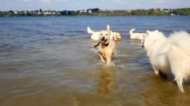 Nehir Labrador geri almak