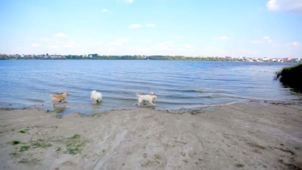 Labrador retriever en el río — Vídeo de stock