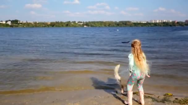 Nehir Labrador geri almak — Stok video