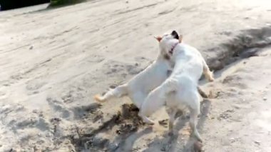 Kız nehir kıyısında köpeklerle oynuyor