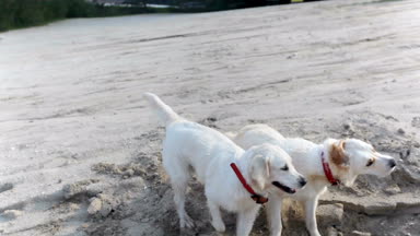 Kumsalda oynayan köpekler.
