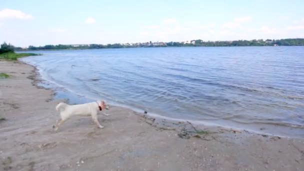 Labrador retriever dans la rivière — Video