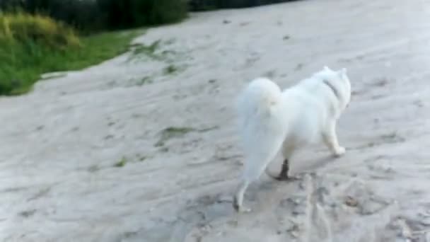犬は、ビーチに沿って走る — ストック動画