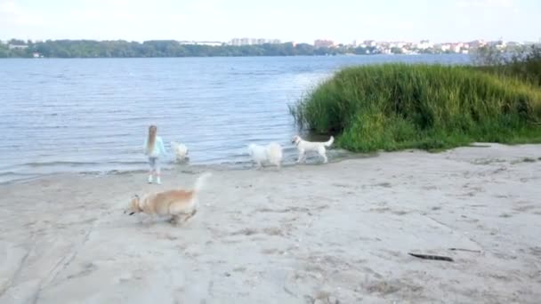 Κορίτσι παίζει με τα σκυλιά στην παραλία — Αρχείο Βίντεο