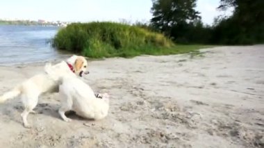 Nehir kıyısında Dövüş köpekleri