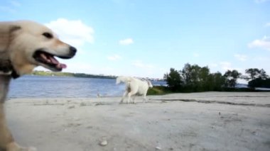 Kız nehir kıyısında köpeklerle oynuyor