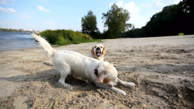Nehir kıyısında Dövüş köpekleri