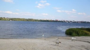 bir yaz gününde kız nehrin yanında köpeklerle oynuyor