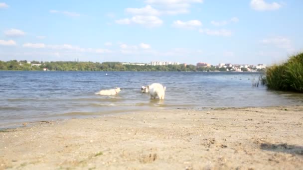 Dziewczyna gra z psami przez rzekę — Wideo stockowe