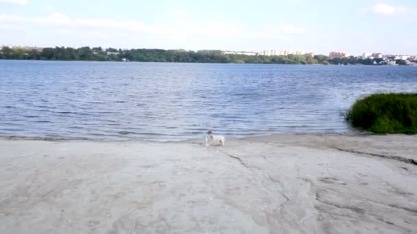 Menina brinca com os cães junto ao rio — Vídeo de Stock