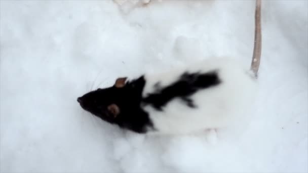 Handliche Ratte läuft durch den Schnee — Stockvideo
